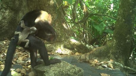 "Des agents explorateurs du chaos": des singes kidnappent les petits d'une autre espèce pour tromper l'ennui