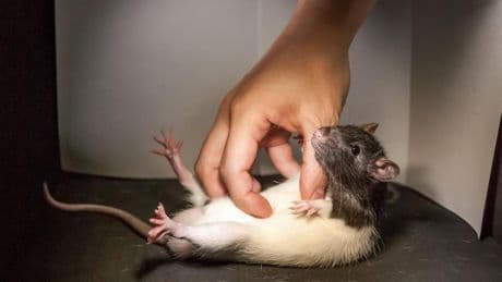 EPA staffers are trying to get people to adopt lab rats as Trump team shuts down research projects