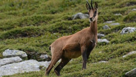 Lyon : un chamois a élu domicile au parc de la Tête d’Or