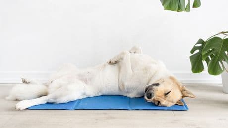 So bleiben Hund und Katze cool: Die besten Kühlmatten im Test