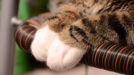 El motivo por el que hay tantos gatos con calcetines blancos