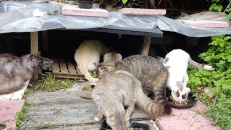 Una vecina de Barakaldo cede su millonaria herencia para el cuidado de perros y gatos