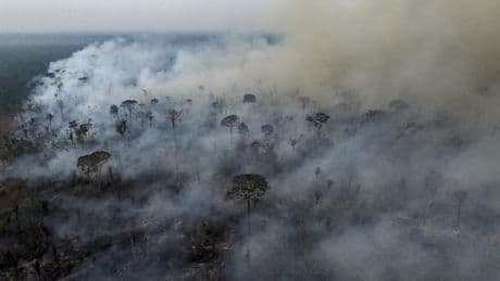 Klimawandel: Urwaldzerstörung auf Höchststand seit 2002