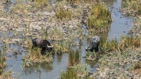 «Risque d'extinction»: en Irak, ces éleveurs qui luttent corps et âme pour leurs buffles privés d'eau