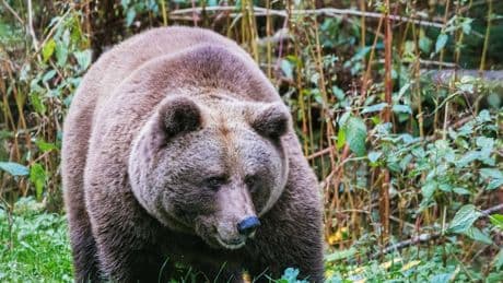 Natur: Wilde Tiere haben einen Preis für die Gesellschaft