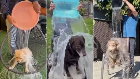 Follia social: l'Ice Bucket Challenge pure sui cani