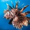 'Glimmer of hope' for marine life at UN Ocean conference