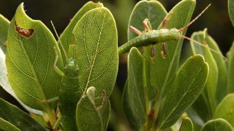 L’étonnante convergence évolutive de deux phasmes californiens
