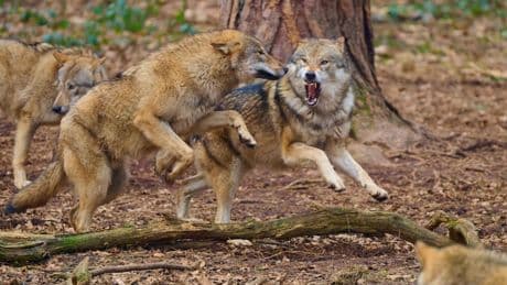 Zu wenige Rudel im Süden? - Länder-Zoff um Wolfsabschüsse