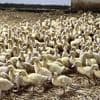 Grippe aviaire : plusieurs syndicats agricoles des Landes menacent d'une "grève vaccinale" pour protester contre la baisse des aides