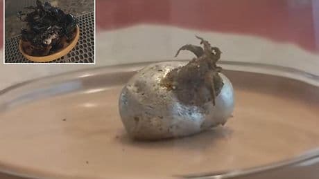 Twisted truth about mysterious tentacled beast emerging from 'meteorite'