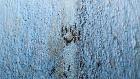 Ameisen im Haus? Wenn das Nest in der Wand sitzt, drohen echte Schäden