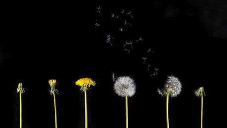 Paardenbloemenkenners raken niet snel uitgeteld
