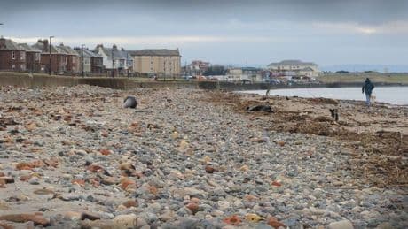 Prestwick Beach horror find as leg still wearing shoe and sock washes ashore