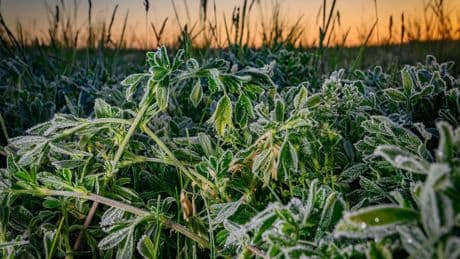 Frühlingswetter: Sonniges Wochenende und auch Frost erwartet