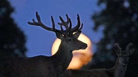 This week’s low-hanging Buck Moon will show a strange illusion on the horizon