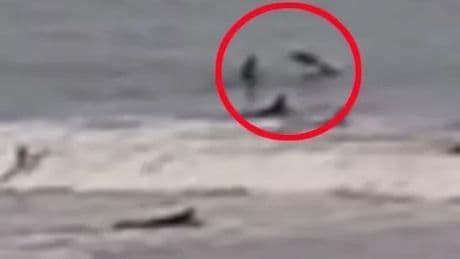 Shocking moment surfer is HEADBUTTED by airborne shark – before saying ‘I’m happy its mouth wasn’t open’