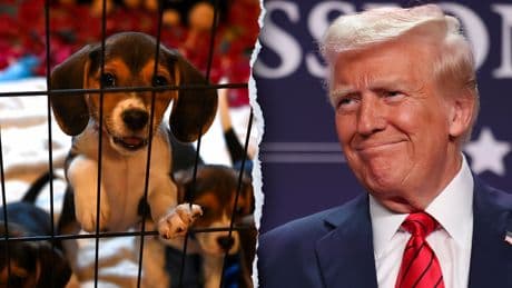 PETA, animal rights groups praise Trump admin for phasing out 'cruel tests on dogs' and other animals