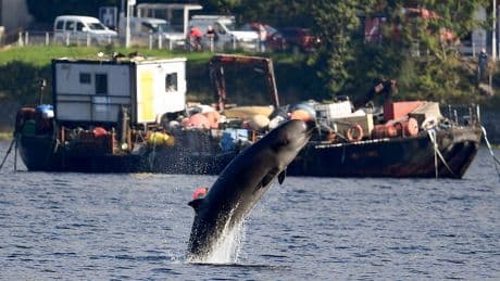 Whales and dolphins are increasingly getting stranded around Scotland’s shores, study warns