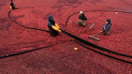 Massachusetts cranberry bogs are being given a second life as vibrant wetlands