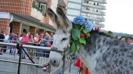«Nadie ha maltratado a ningún burro. Lo cuidamos mejor que muchos a sus perros»