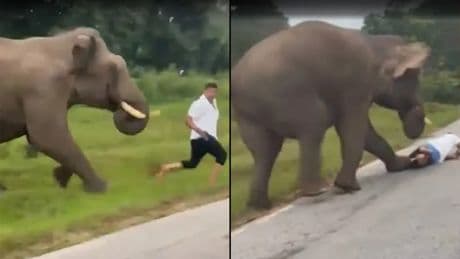 Un turista es atacado por un elefante en la India y tendrá que pagar una multa