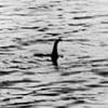 When police believed 'beyond doubt' the Loch Ness Monster was real...and tried to protect it from a harpoon-wielding mob out to catch the beast