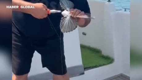 Saros'ta nadir görülen kırlangıç balığı oltaya takıldı! "Nadide balıkları tuttuğum zaman tekrar denize bırakıyorum"