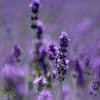 Lavendel schneiden: So blüht er länger und bleibt gesund