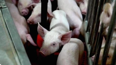 ¿Respirarías con los pulmones de un cerdo? Los expertos, entre el optimismo y la cautela por los xenotrasplantes