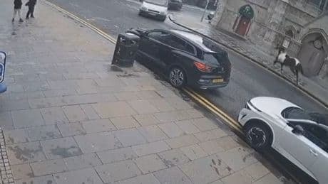 Loose horse bolts into car in Scots street as baffled onlookers watch in horror