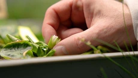 Sur la piste de l’ancêtre commun à toutes les plantes à fleurs