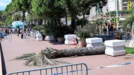 Man zwaargewond door palmboom die op hem valt tijdens filmfestival van Cannes: ’Ik hoorde geschreeuw’