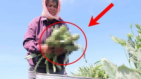 Karaciğer sağlığını düşünen bu sebzeyi sofrasından eksik etmiyor! Şimdi tam zamanı! Üstelik kan şekerini de dengeliyor