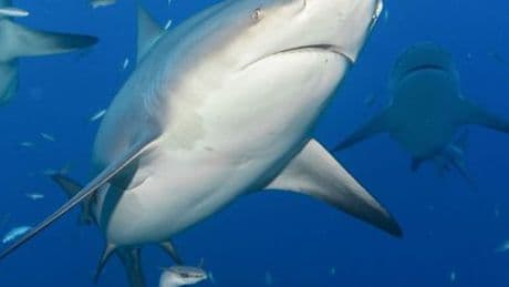Australien: Bullenhaie verweilen immer länger vor Sydneys Stränden