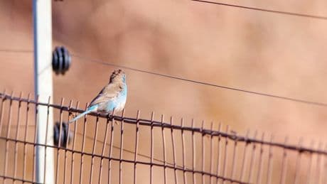 Mysterious exploding bird epidemic ‘horrifying’ Bay Area neighborhood