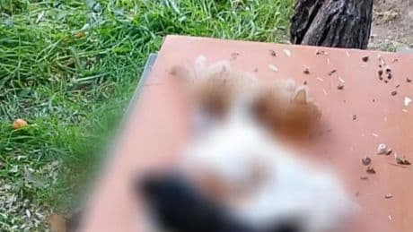 Bursa'da yavru kediler kesici aletle katledilmiş halde bulundu