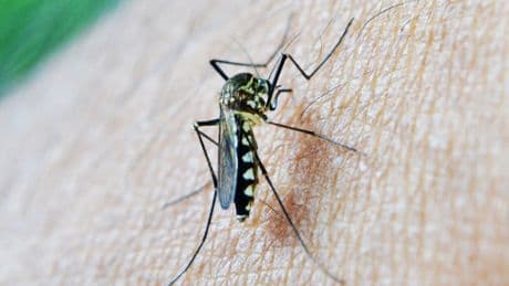 El virus del Nilo llega a El Rocío: recomendaciones para su prevención y control de la administración