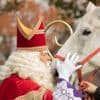 Voormalig paard van Sinterklaas overleden: '3 jaar mogen genieten van pensioen'