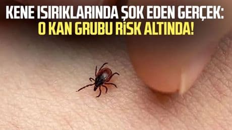 Uzmanlar uyardı: Kene ısırıkları bazı kan gruplarını daha çok hedef alıyor, siz de o grupta olabilirsiniz!