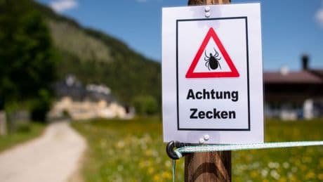 Gesundheit: Mehr Zecken nach mildem Winter?