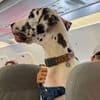 Tierischer Passagier - Diese Dogge hat wohl keine Flugangst