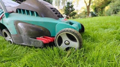 Im Mai gar nicht den Rasen mähen: Wie das dem Garten hilft