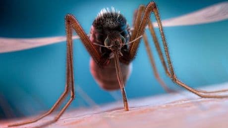 UK mosquito invasion imminent as expert explains how to avoid being attacked