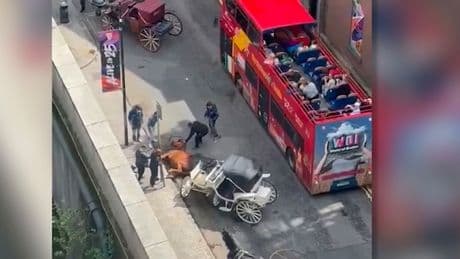 Augenzeugin filmt schreckliche Szenen - Pferd bricht zusammen, Touristen entsetzt