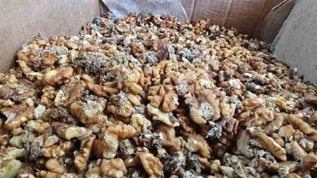 Vatandaşa yedireceklerdi! Baklavalık 11 ton küflenmiş ve kurtlanmış ceviz ele geçirildi
