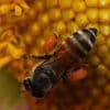 Chaque abeille a sa personnalité