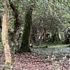 'Multiple bodies' are found in woods by police searching for missing man