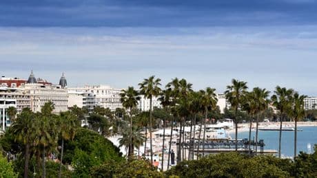Cannes: un homme "gravement blessé" sur la Croisette par la chute d'un palmier