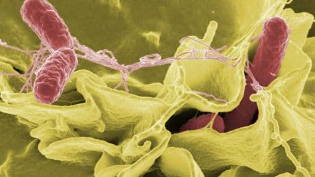 Investigadores del CSIC hallan bacterias capaces de sobrevivir 30 años en ‘agua pesada’